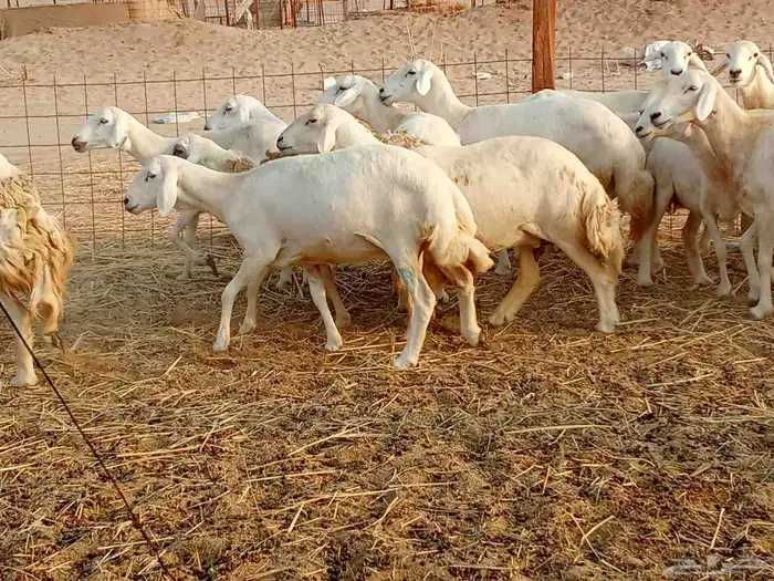 غنم جنب العدد 21دفيع ومضريع 4