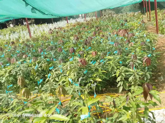 متوفر مانجو. لانجرا. تومي هندي كميات 1