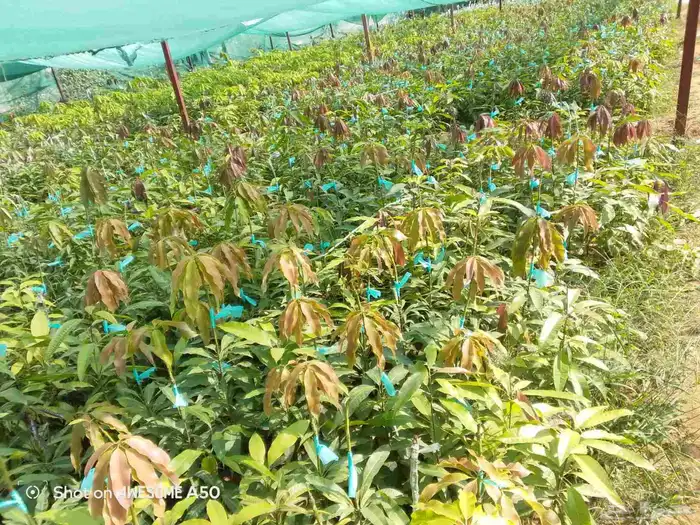 متوفر مانجو. لانجرا. تومي هندي كميات 0