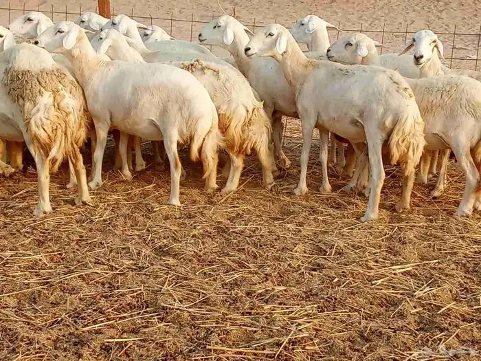 غنم جنب العدد 21دفيع ومضريع 9