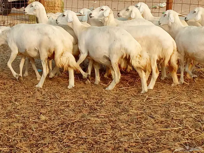 غنم جنب العدد 21دفيع ومضريع 6