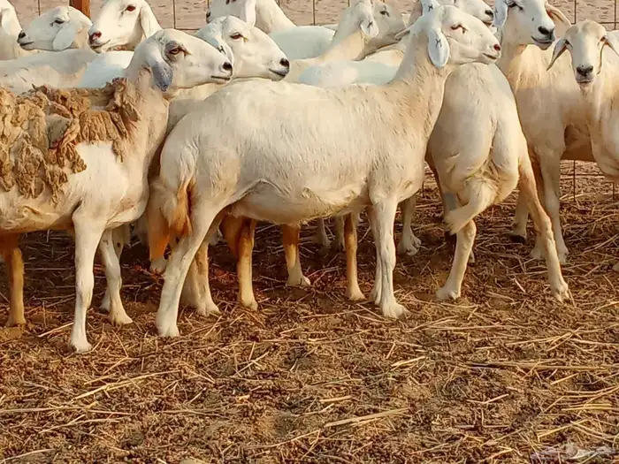 غنم جنب العدد 21دفيع ومضريع 2