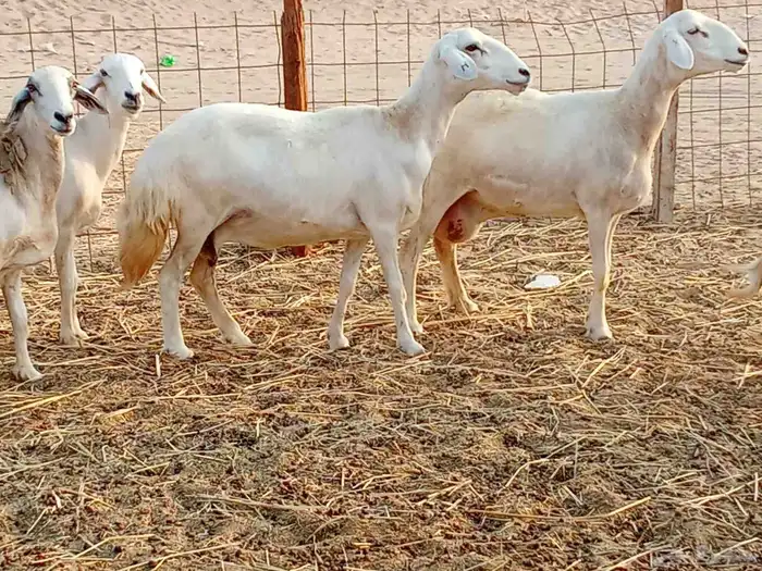 غنم جنب العدد 21دفيع ومضريع 7