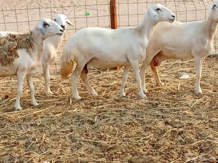 غنم جنب العدد 21دفيع ومضريع 5