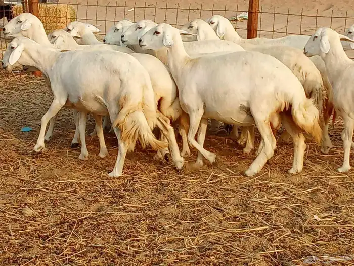 غنم جنب العدد 21دفيع ومضريع 0