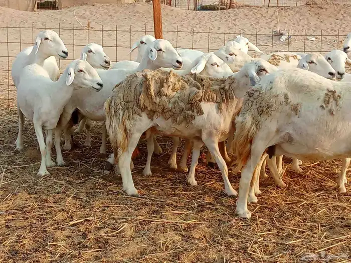 غنم جنب العدد 21دفيع ومضريع 3