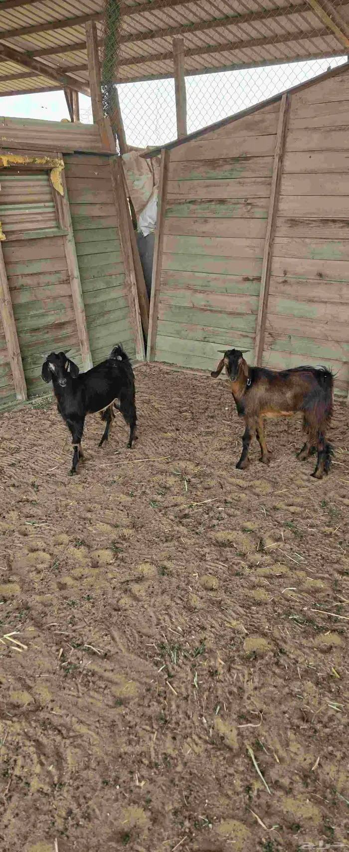 تيسين فل الفل 0