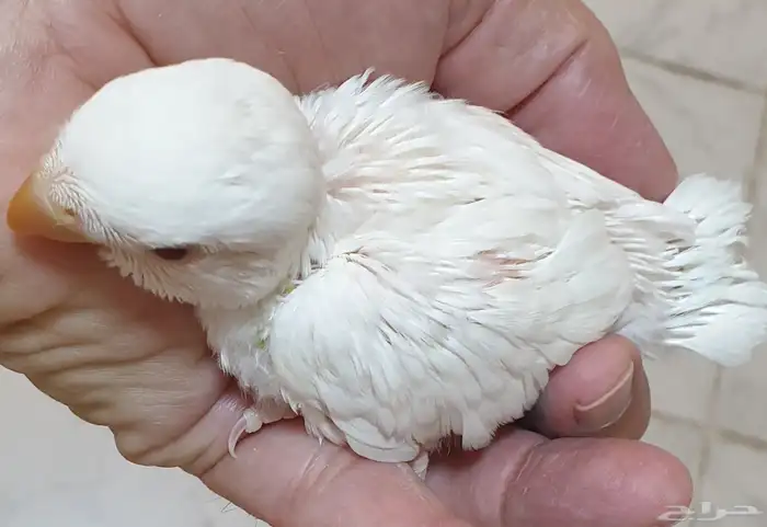 فروخ روز محجله للبيع مع مرفقات 3