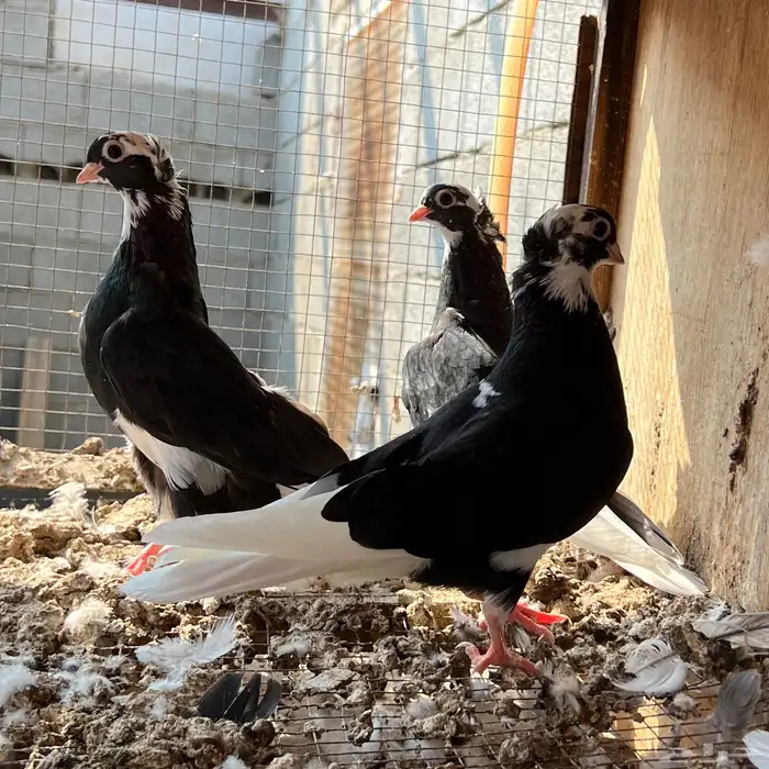 حمام قطيفي 3 اجواز 14