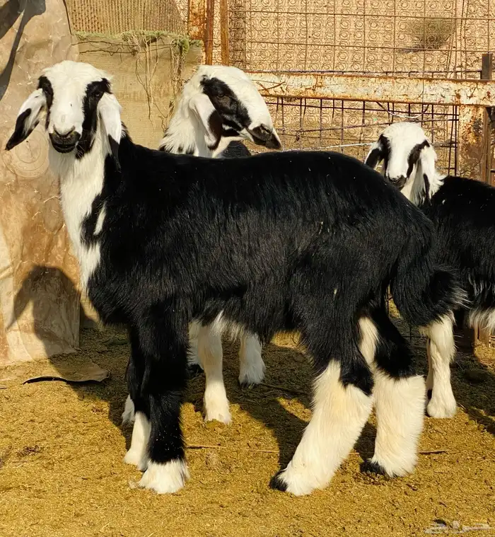 للبيع بعم هرفي نجد 0