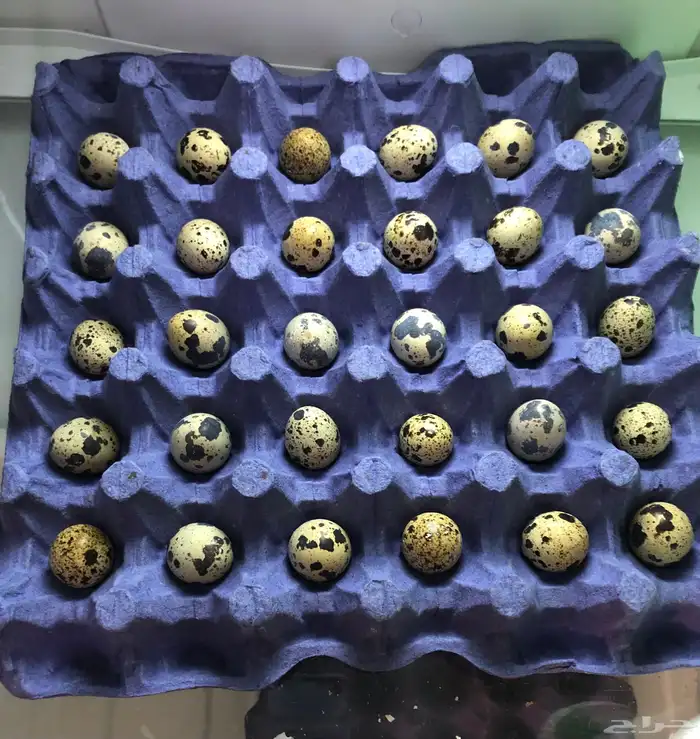 بيض السمان 0