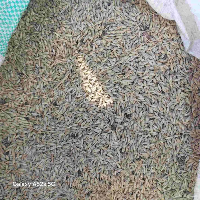 شعير بلدي سداسي 1