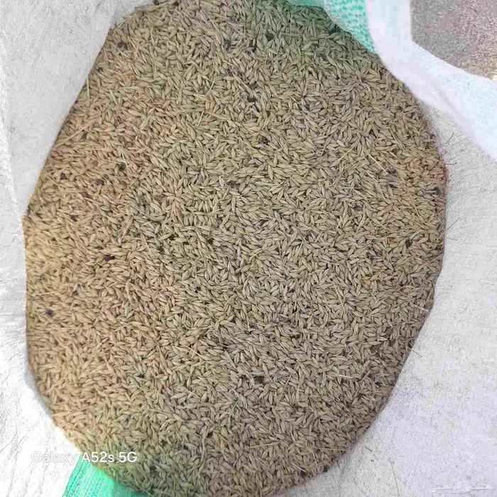 شعير بلدي سداسي 2