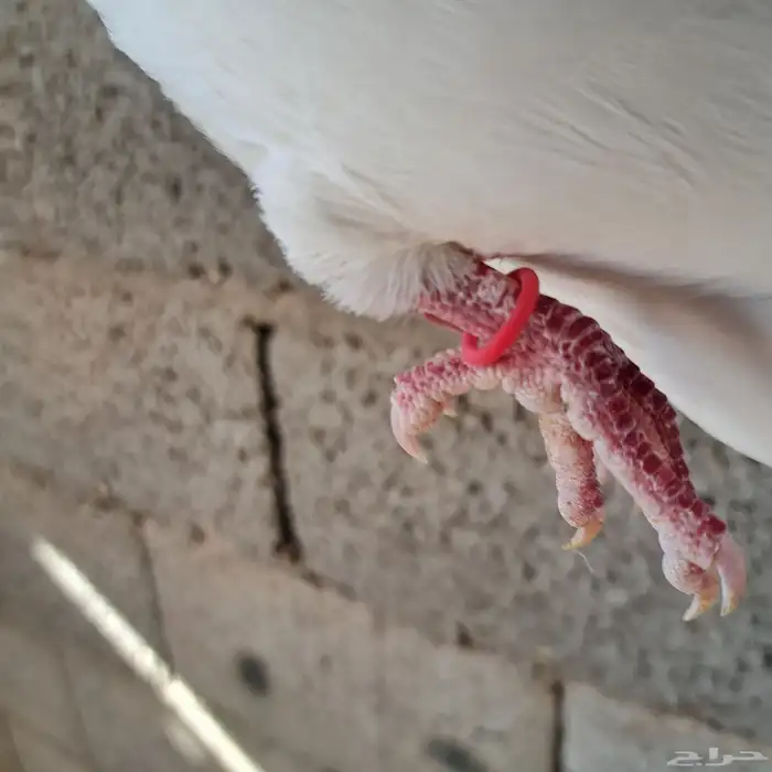 حجول مطاط حمام فرنسي لاحم ( ربل مطاط ) 4