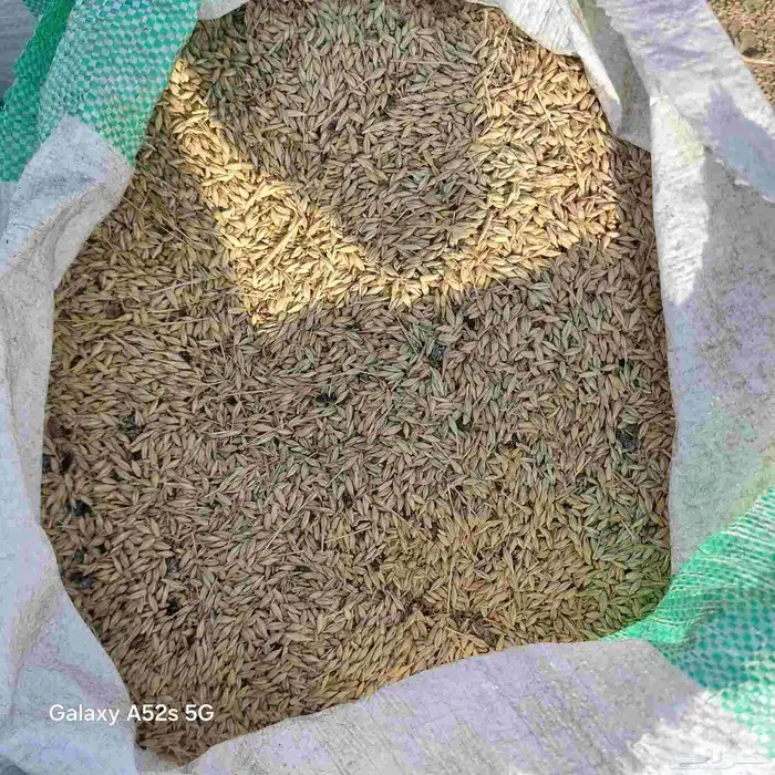 شعير بلدي سداسي 0