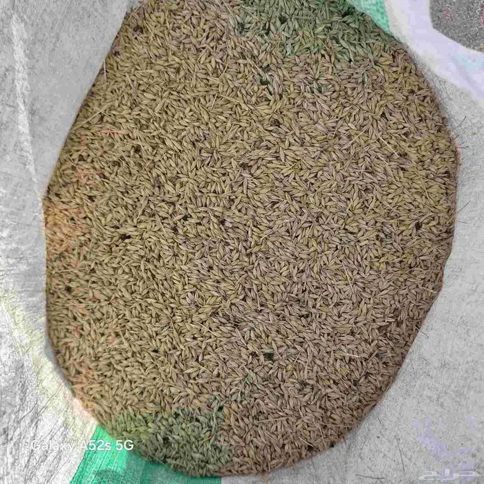 شعير بلدي سداسي 3