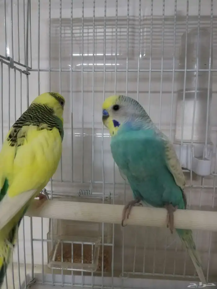 للبيع طيور كناري 0