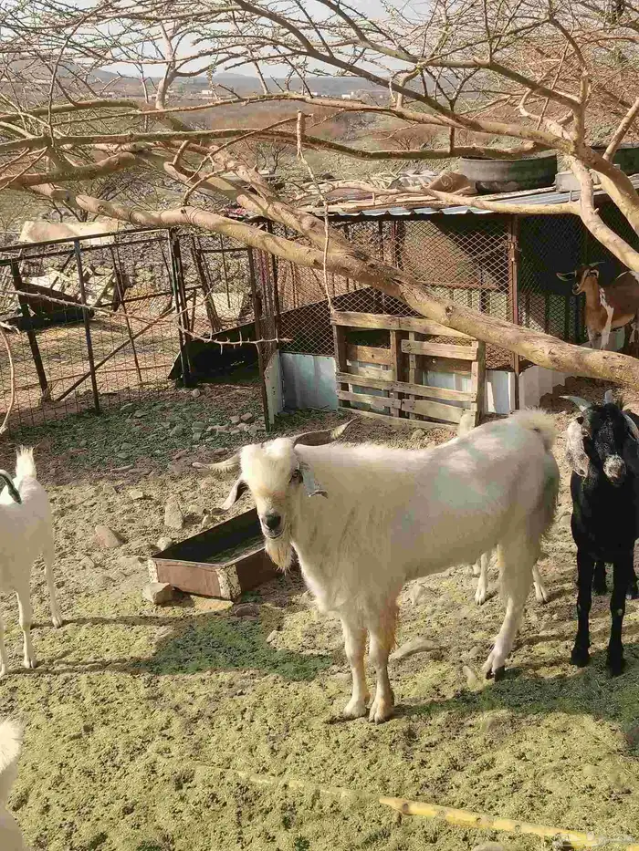 تيس بيشي للبيع 3