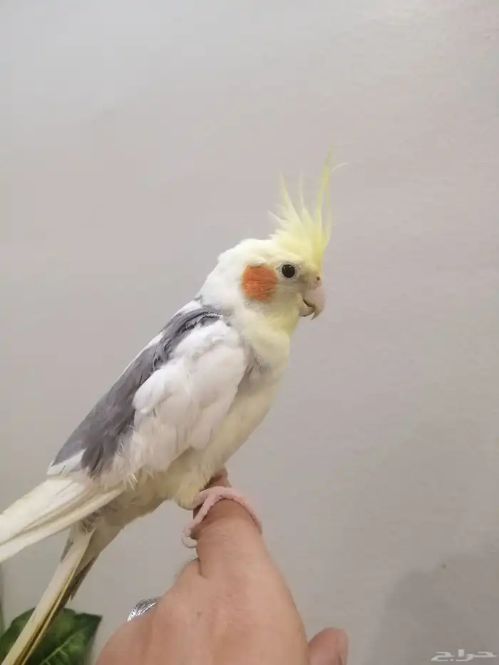 كروان اليف وهدد للبيع 1