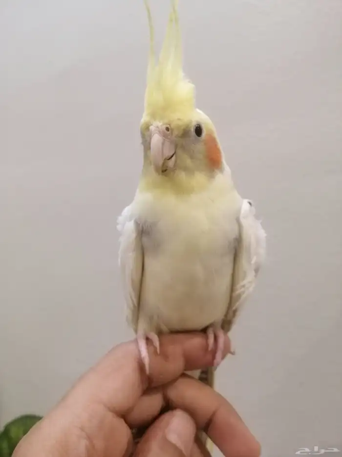 كروان اليف وهدد للبيع 0