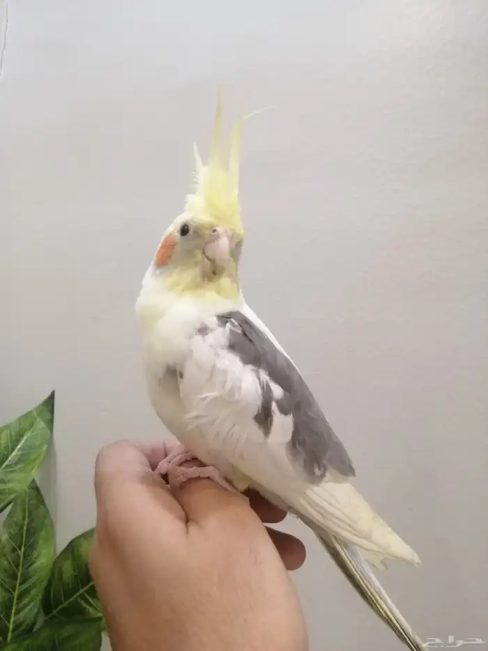 كروان اليف وهدد للبيع 3