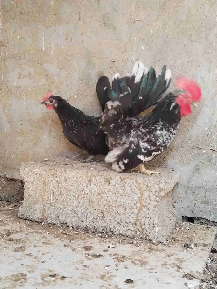 النوع دجاج جبنايز 4