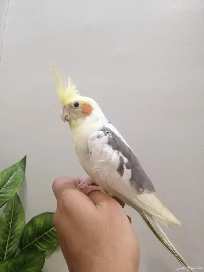 كروان اليف وهدد للبيع 2