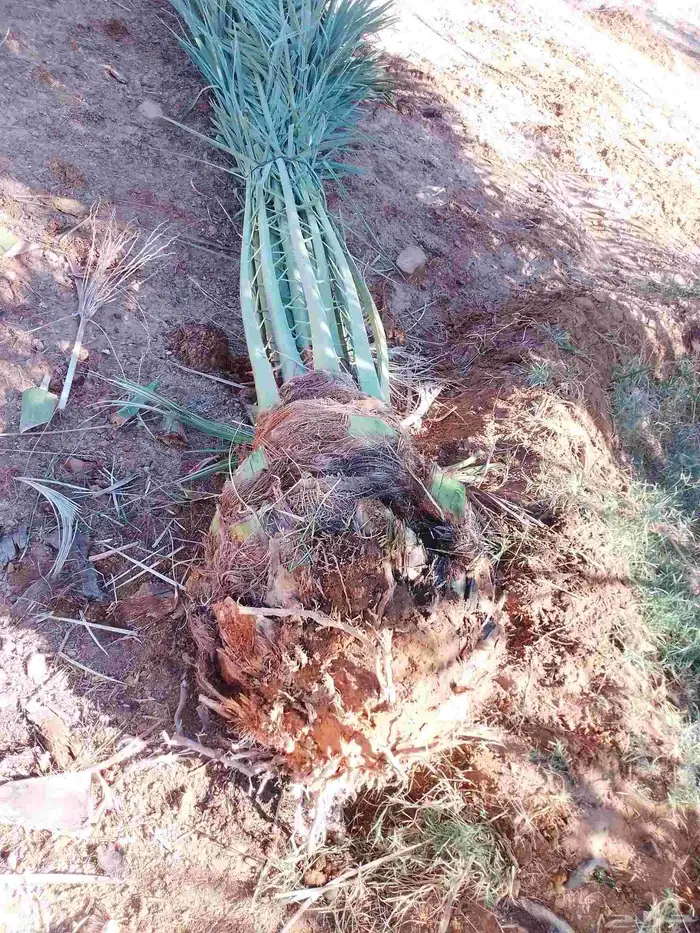جميع اعمال النخيل نخل للبيع توريد قشع وغرس وتكريب توفير نخيل 4