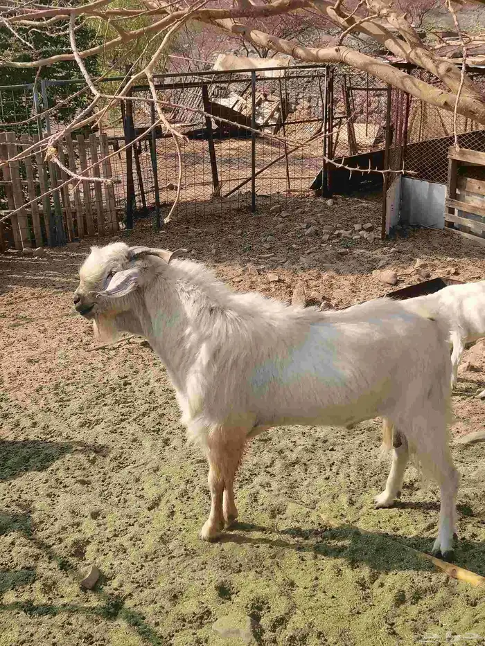 تيس بيشي للبيع 1