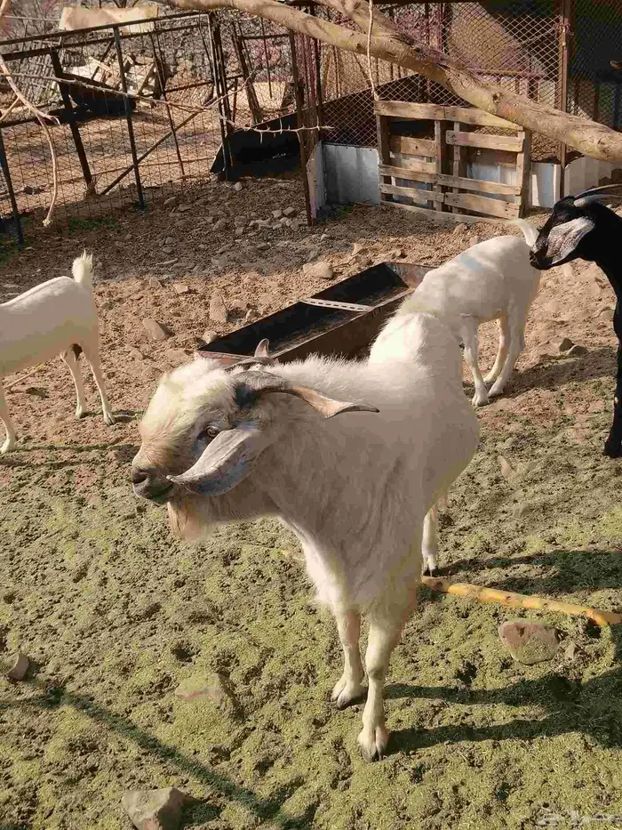 تيس بيشي للبيع 2