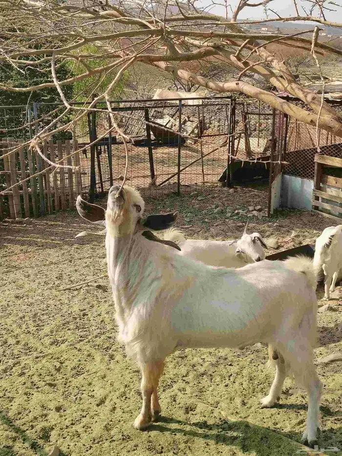 تيس بيشي للبيع 0