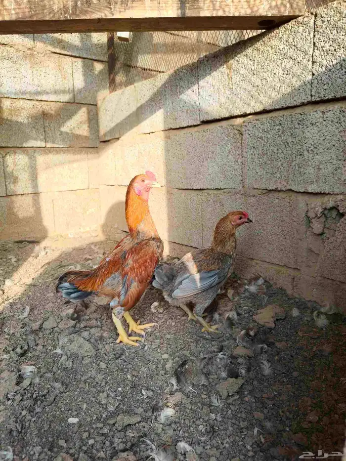 دجاج كووشامو قزم تم تم البيع 3