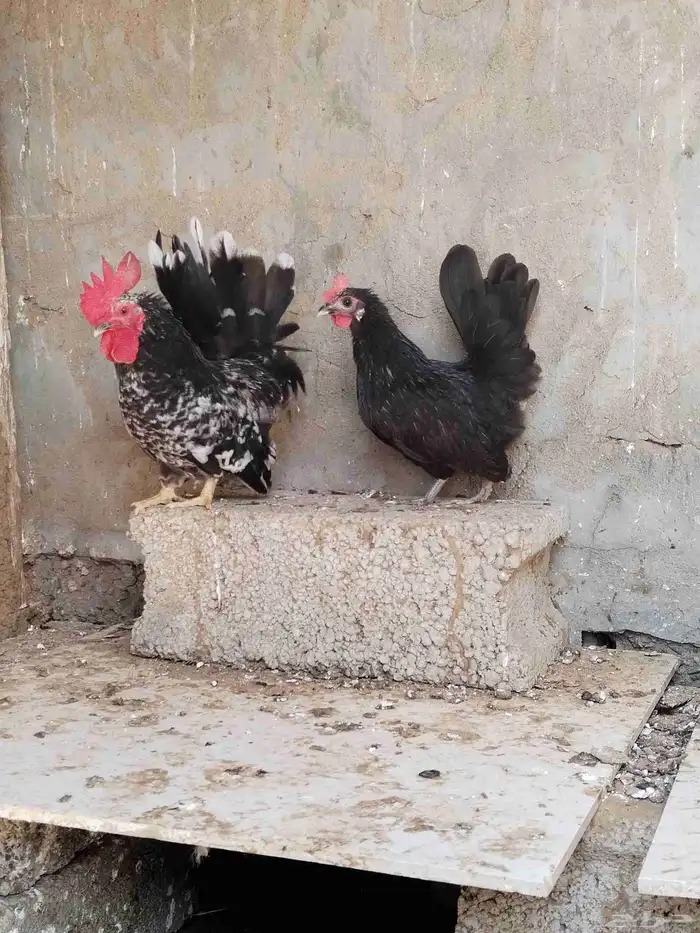 النوع دجاج جبنايز 1