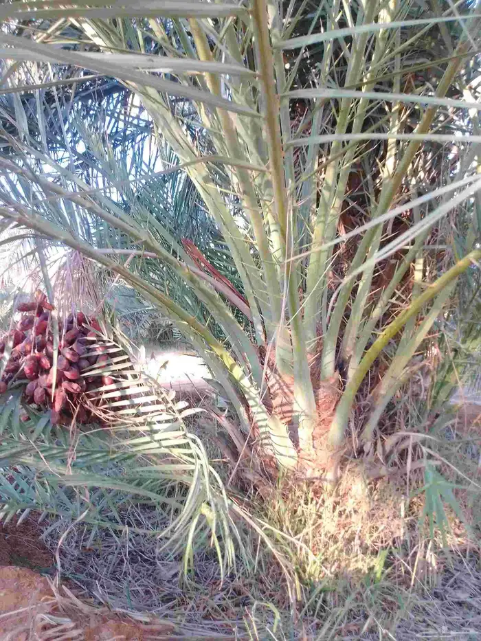 جميع اعمال النخيل نخل للبيع توريد قشع وغرس وتكريب توفير نخيل 1