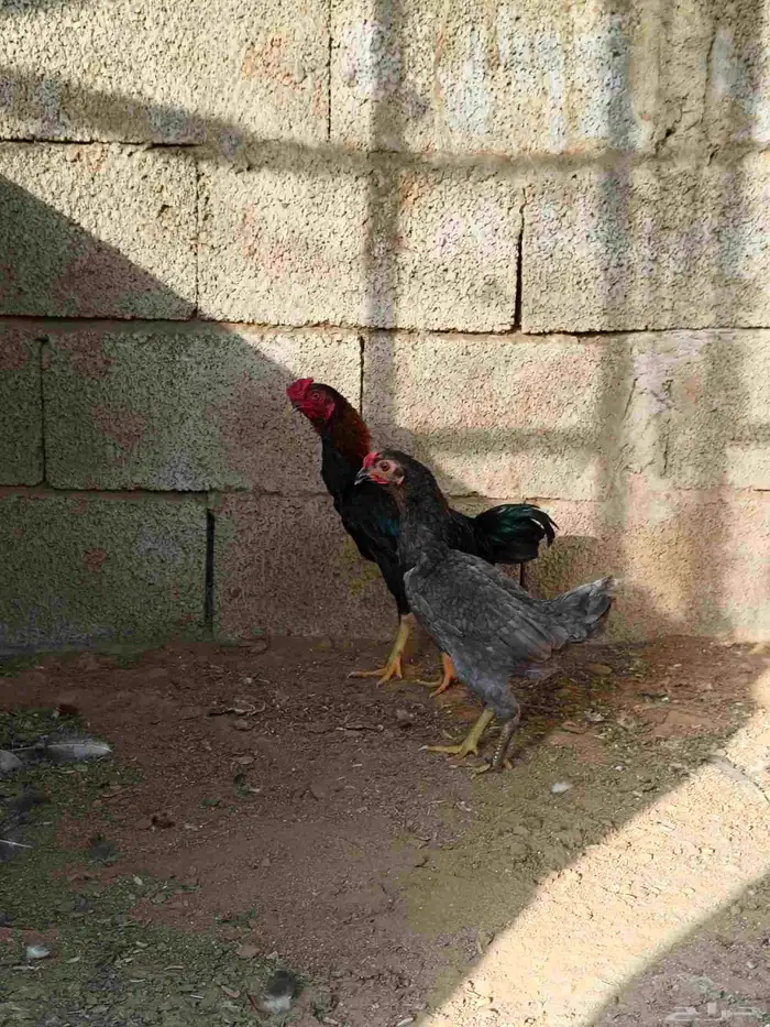 دجاج كووشامو قزم تم تم البيع 2