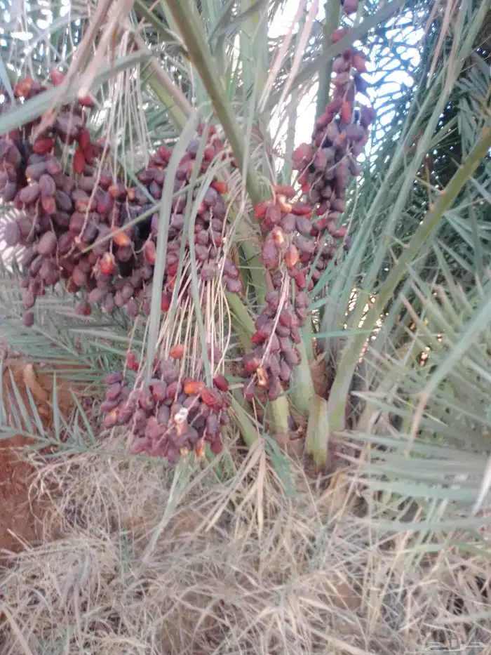 جميع اعمال النخيل نخل للبيع توريد قشع وغرس وتكريب توفير نخيل 3