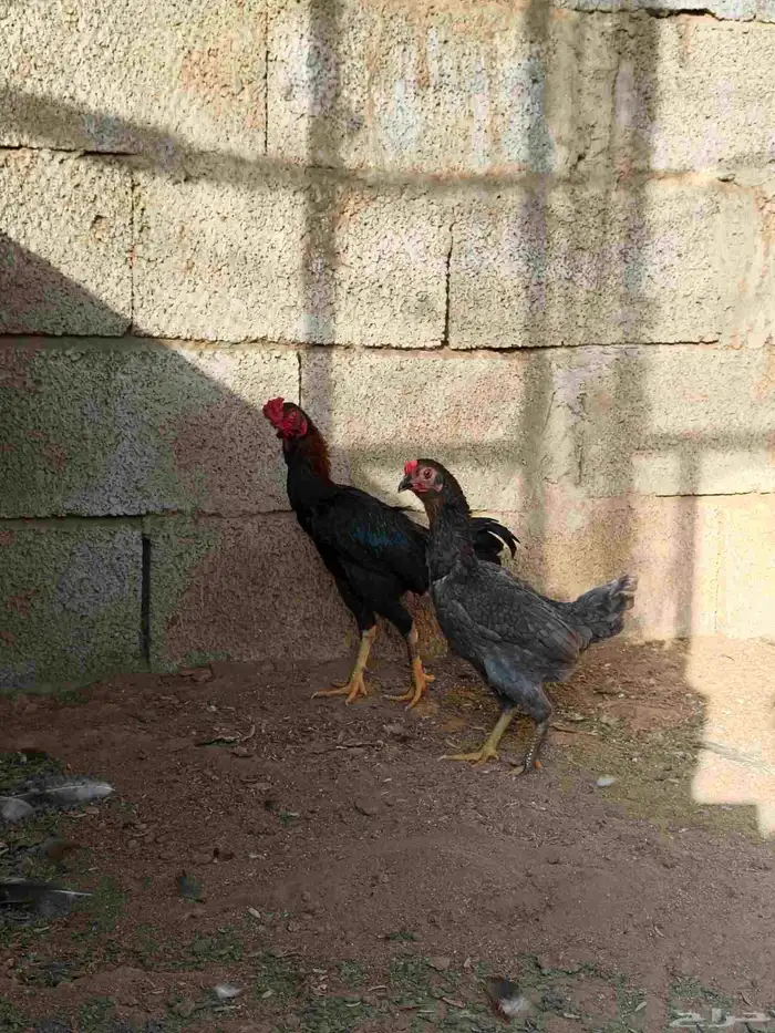 دجاج كووشامو قزم تم تم البيع 0