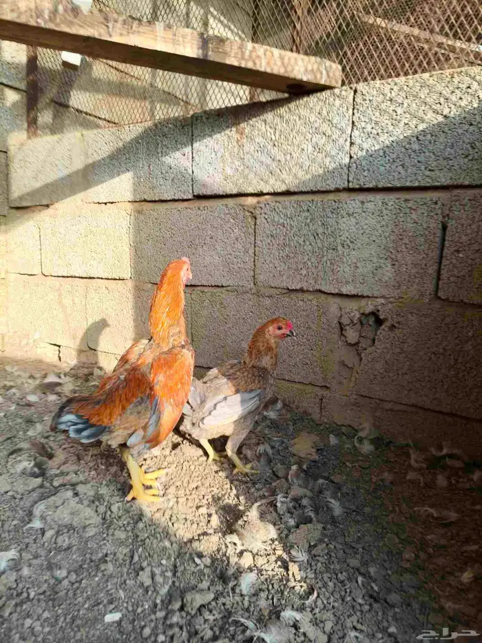 دجاج كووشامو قزم تم تم البيع 1