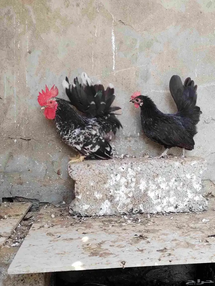 النوع دجاج جبنايز 2