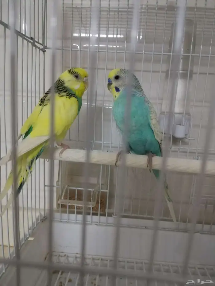 للبيع طيور كناري 2