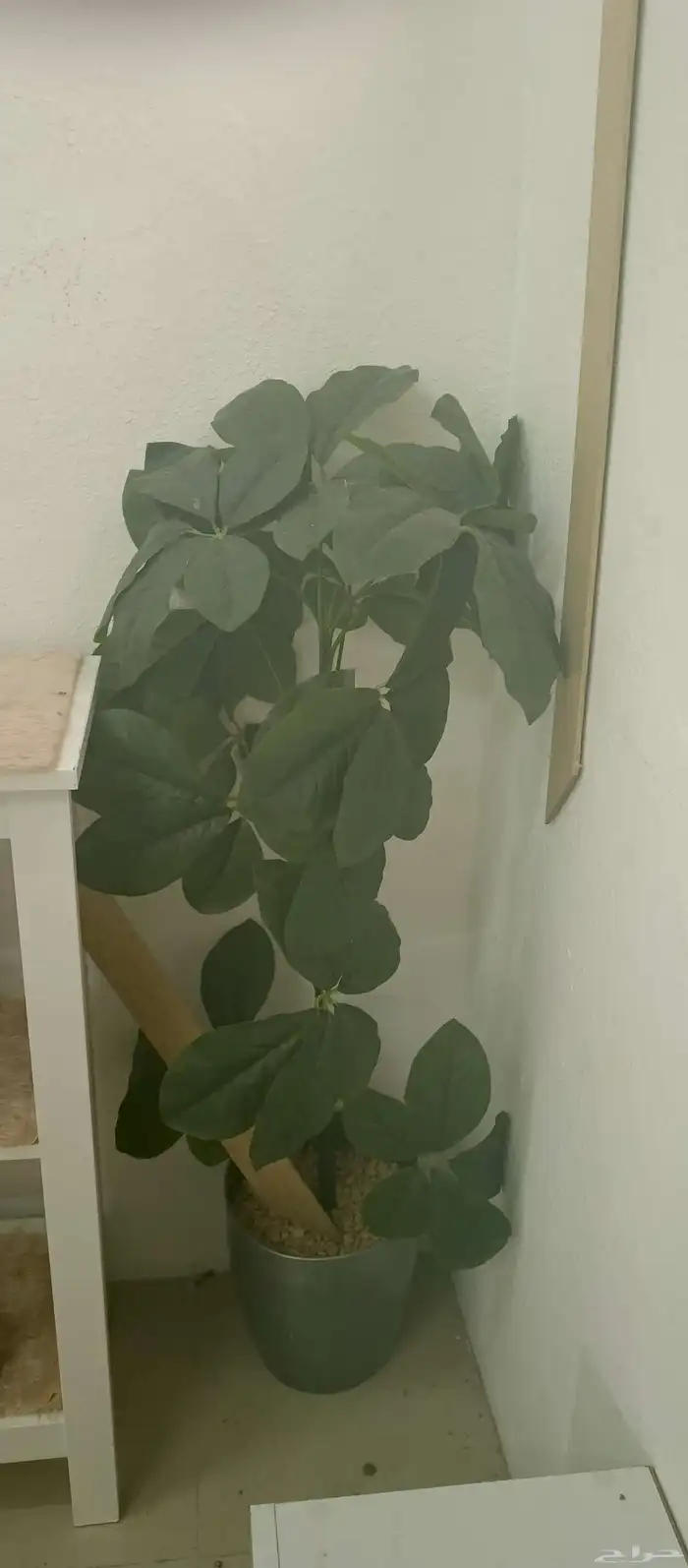 اثاث كنب وموكيت بسعر مرخص 4