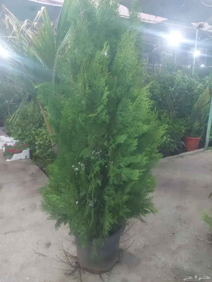 مشاتل الدمام للتنسيق الحدائق قمه في الابداع 0