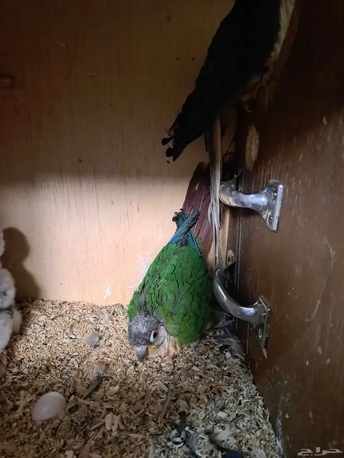 جوز كنيور بفروخه تم البيع 0