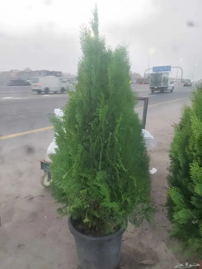 مشاتل الدمام للتنسيق الحدائق قمه في الابداع 1