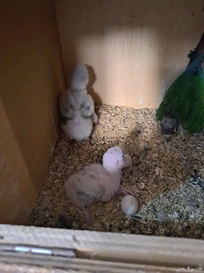 جوز كنيور بفروخه تم البيع 1