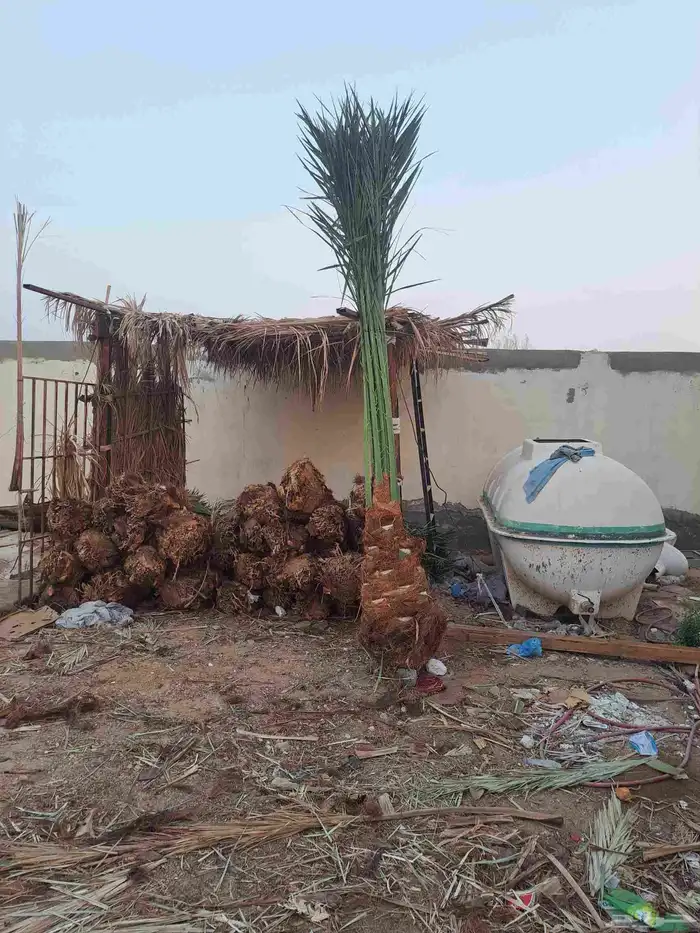 نخل للبيع جميع انواع انخيل من القصيم 9