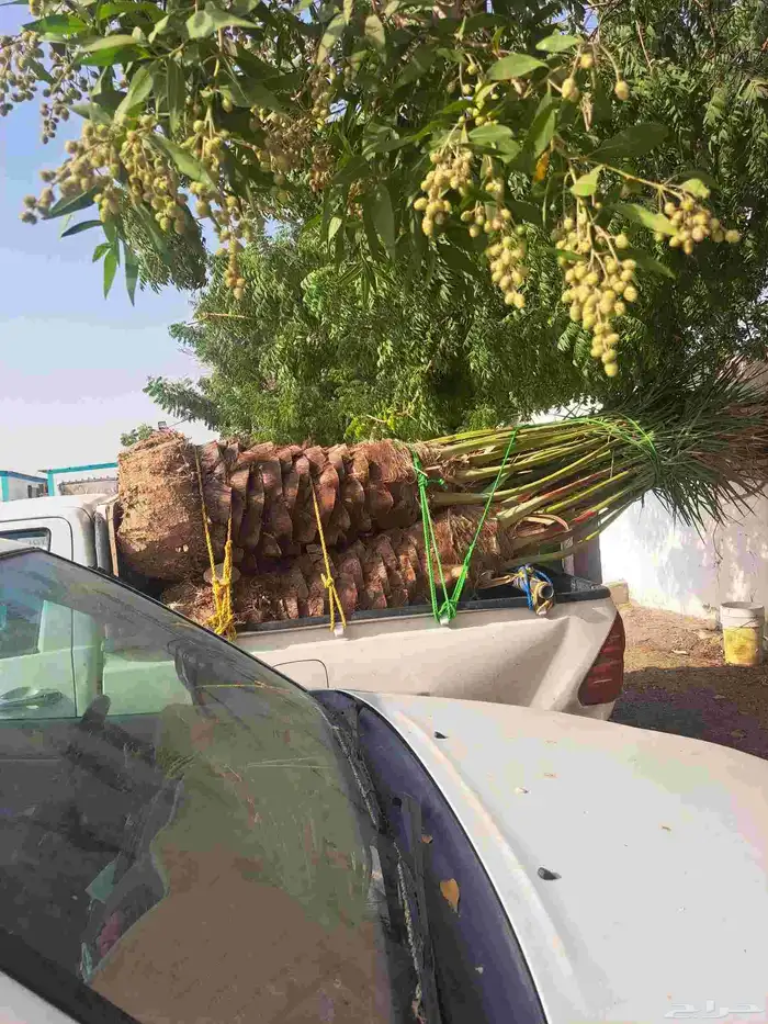 نخل للبيع جميع انواع انخيل من القصيم 8