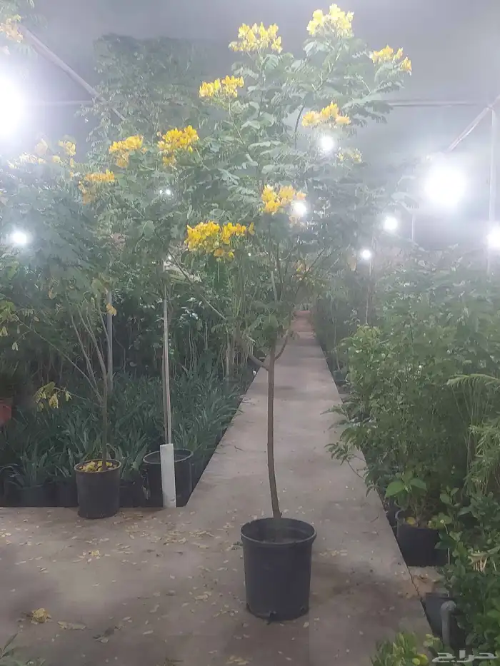 مشاتل الدمام للتنسيق الحدائق قمه في الابداع 9