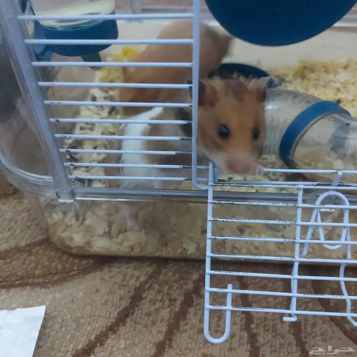 هامستر بدل او بيع 6