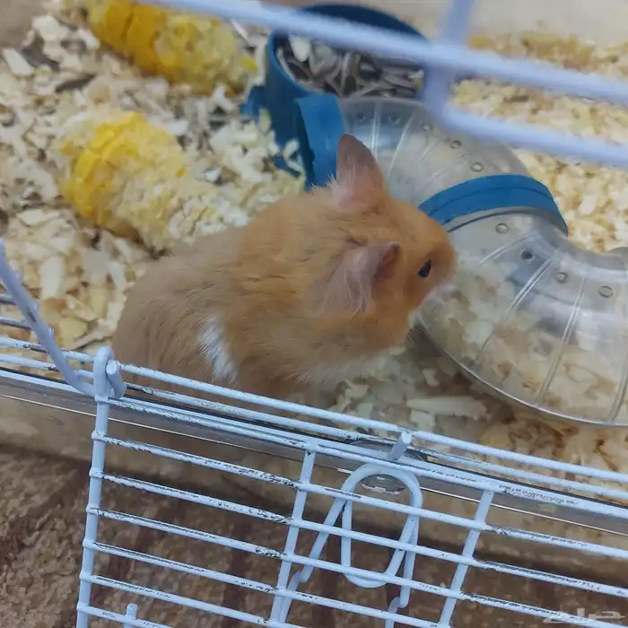 هامستر بدل او بيع 8